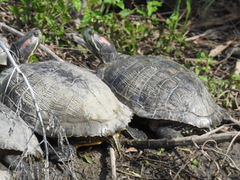 Trachemys scripta elegans