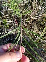 Asclepias stenophylla