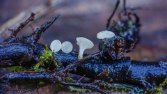 Hymenoscyphus imberbis