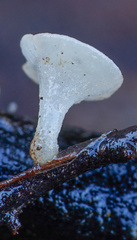 Hymenoscyphus imberbis