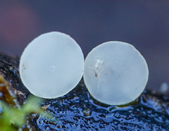 Hymenoscyphus imberbis