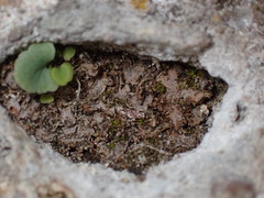 Mannia triandra