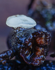 Hymenoscyphus imberbis