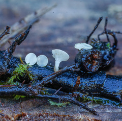 Hymenoscyphus imberbis