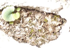 Mannia triandra