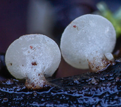 Hymenoscyphus imberbis