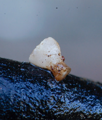 Hymenoscyphus imberbis