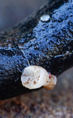 Hymenoscyphus imberbis