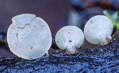 Hymenoscyphus imberbis