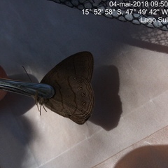 Nhambikuara cerradensis