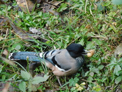 Garrulus lanceolatus