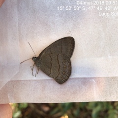 Nhambikuara cerradensis