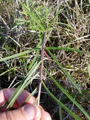 Asclepias stenophylla