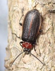 Schizotus cervicalis