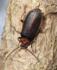 Schizotus cervicalis