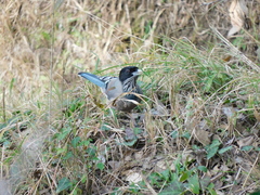 Garrulus lanceolatus