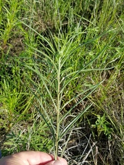 Asclepias stenophylla
