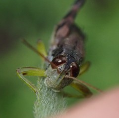 Melanoplus viridipes