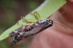 Melanoplus viridipes