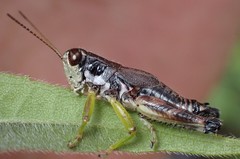 Melanoplus viridipes