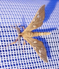 Pseudothyretes perpusilla