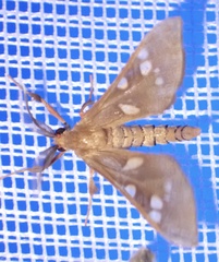 Pseudothyretes perpusilla