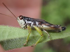 Melanoplus viridipes
