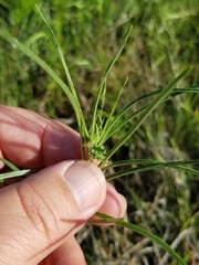Asclepias stenophylla