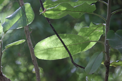 Acrisione denticulata