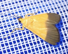 Ulopeza conigeralis
