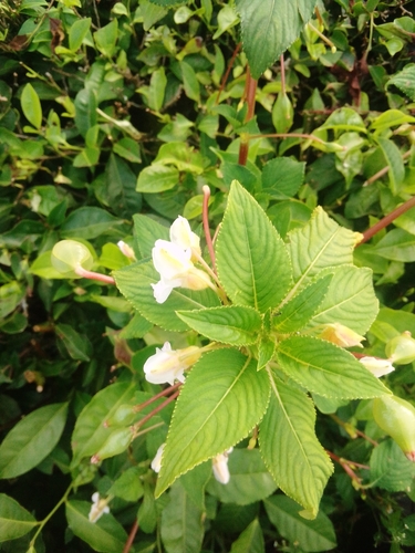 Impatiens burtonii