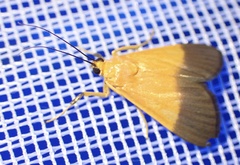 Ulopeza conigeralis