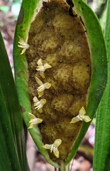 Spathanthus unilateralis