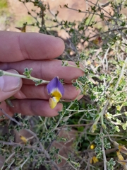 Lotononis azureoides