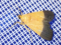 Ulopeza conigeralis