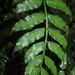 Danaea moritziana - Photo (c) Apipa, μερικά δικαιώματα διατηρούνται (CC BY-NC), uploaded by Apipa