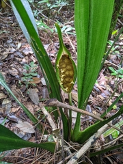 Spathanthus unilateralis