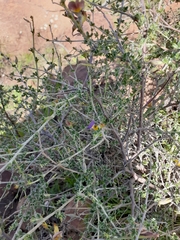 Lotononis azureoides