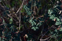 Euphorbia fragifera