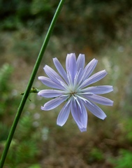 Lactuca tenerrima
