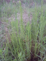 Baccharis ulicina