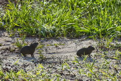Cavia
