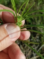 Asclepias stenophylla