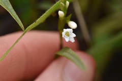 Epidendrum fimbriatum