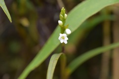 Epidendrum fimbriatum