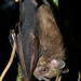 Pygmy Fruit-eating Bat - Photo (c) Felineora, some rights reserved (CC BY-SA)