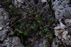 Petrosedum ochroleucum
