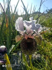 Iris bismarckiana