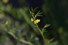 Medicago prostrata