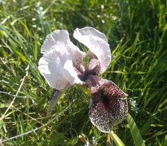 Iris bismarckiana